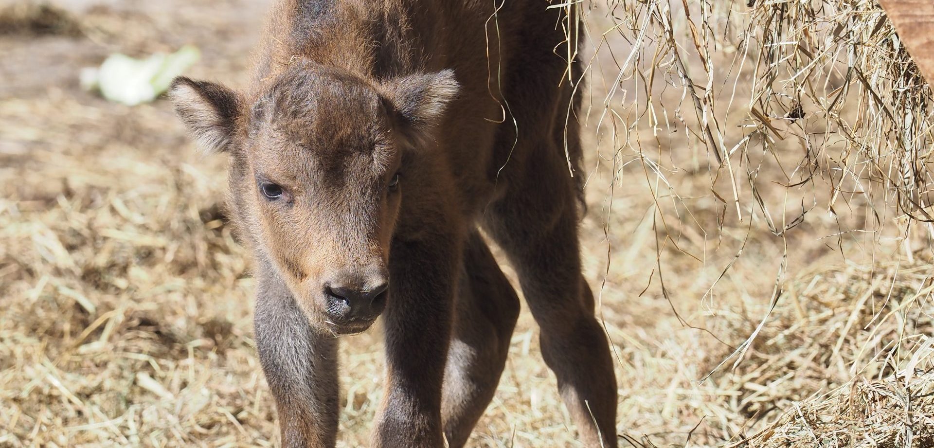 badania żubrów europejskich