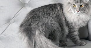 Pochwal się swoim pupilem